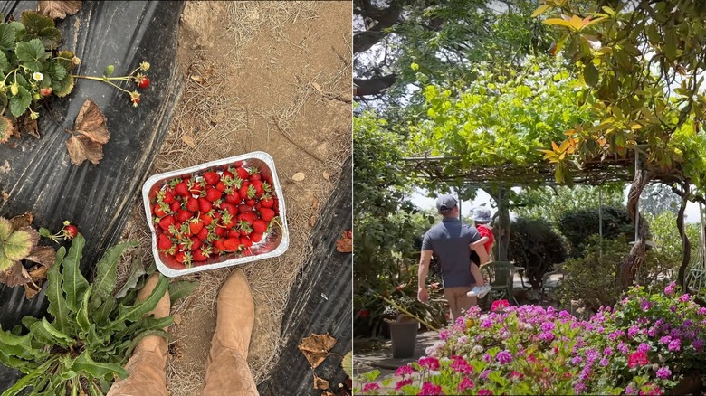 Strawberries from Gizdich Ranch & a father carrying his child through the gardens at Gizdich Ranch