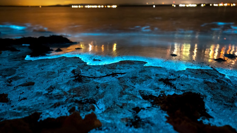 Glowing 'Sea of Stars' on Vaadhoo Island