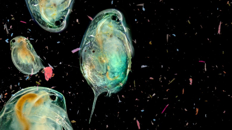 Close-up of plankton