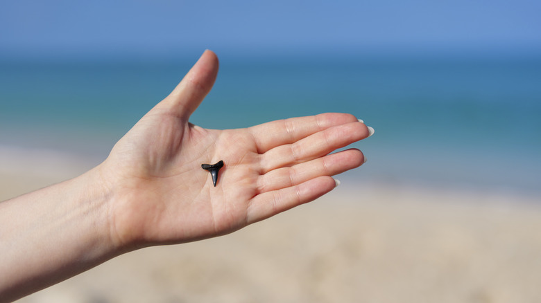 Shark tooth on a hand with a beach in the background