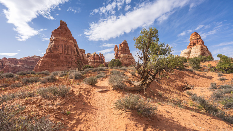 The Chesler Park Loop Trail in Canyonlands National Park, Utah, USA