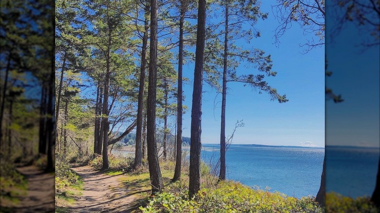A wooden trail along Lagoon Beach, Washington, shaded by evergreens.