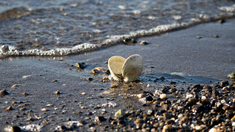 An open clam shell on a rocky beach by the waterline