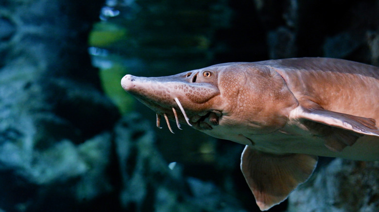 close up of a whiskered sturgeon fish