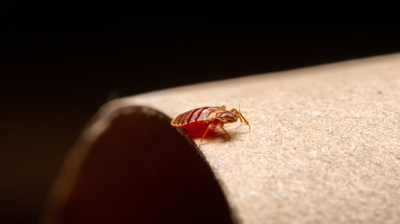 A bedbug can be seen in close-up, crawling across a porous surface