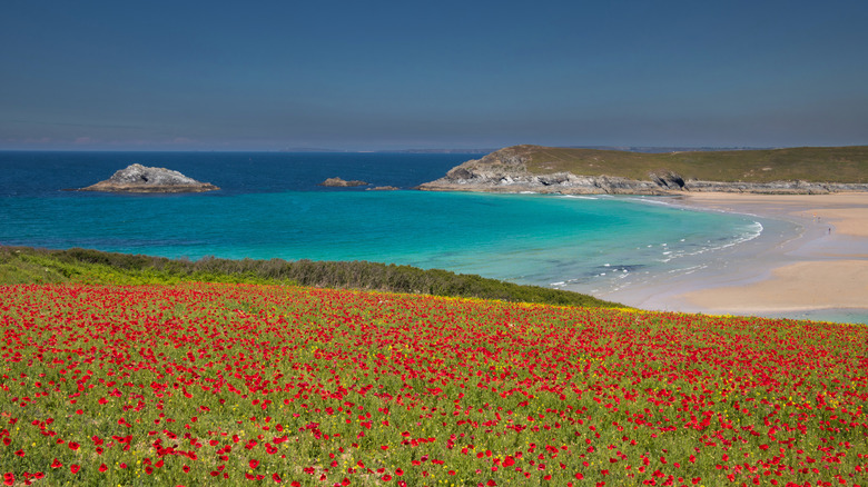 Crantock headlands covered in poppies
