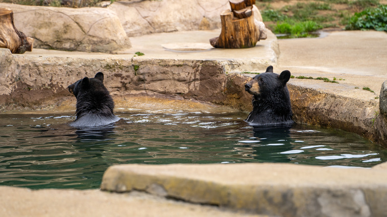 Two black bears hanging out in water