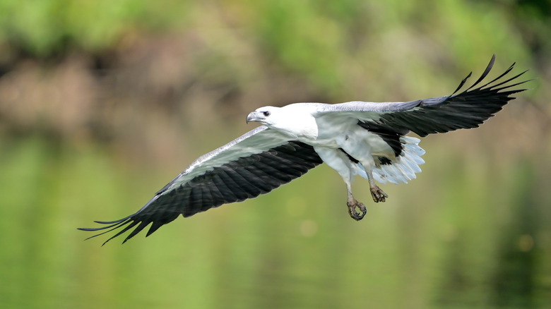 White-bellied sea eagle flying near water