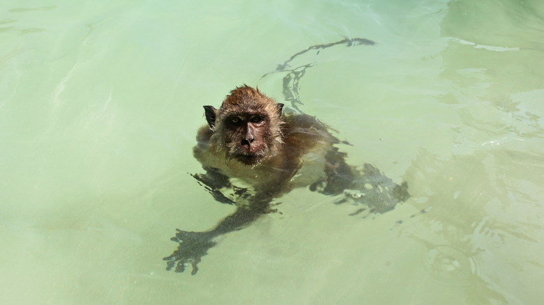 Monkey looking at camera from water