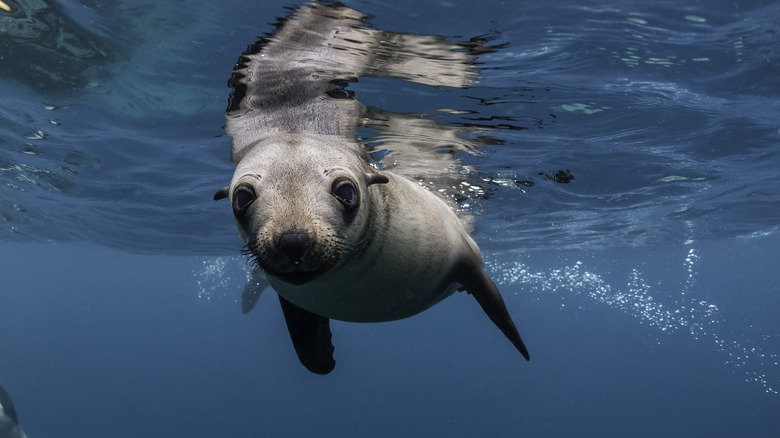 Sea lion swimming in the ocean