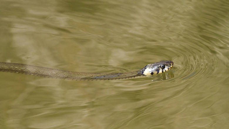 Snake swimming through water