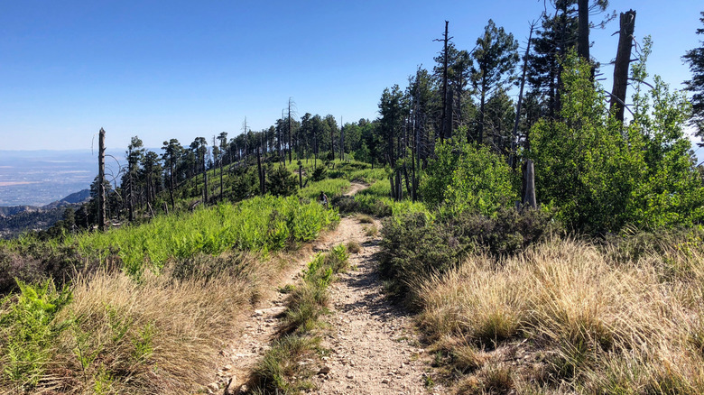 The Mount Lemmon trail framed by greenery