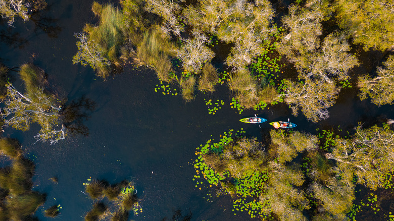 Aerial view of kayakers paddling in mangrove forest