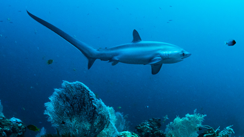 Thresher shark in the Phillipines
