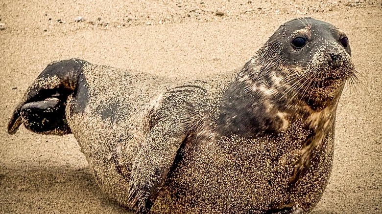 A sand-covered seal sits on the beach