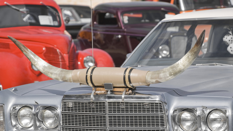 A pair of longhorn antlers decorating the hood of a Texas automobile