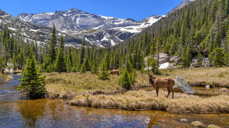 Elk in Rocky Mountain National Park surrounded by mountains