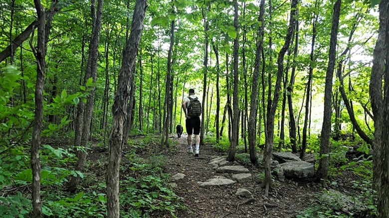 Solo hiker walks through forest with dog