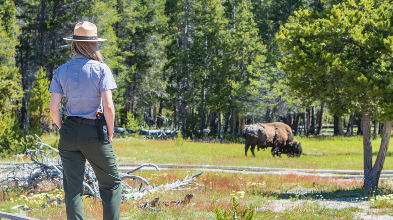 A woman ranger from behind watching a bison at Yellowstone National Park