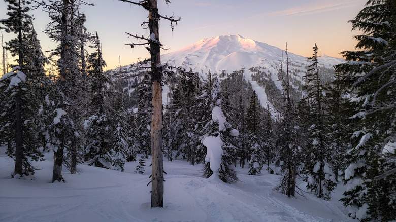 A snowy forest with Mount Bachelor in the distance