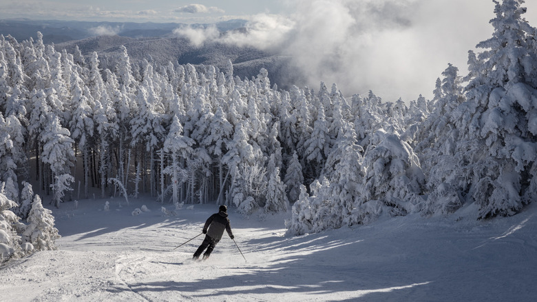 skier skiing in a forest with snow covered trees