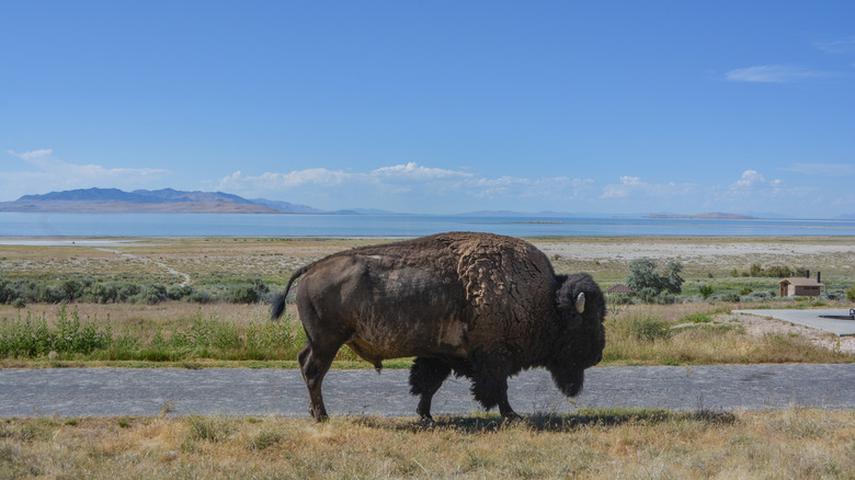 Bison on Antelope Island with the Great Salt Lake in the background
