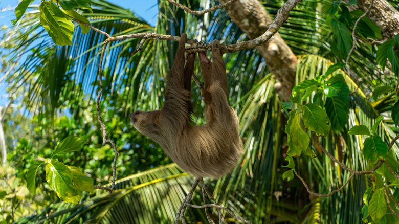 A sloth hanging from a tree branch in the Cahuita National Park