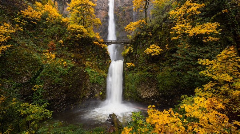 Multnomah Falls, Oregon, surrounded by yellow fall foliage