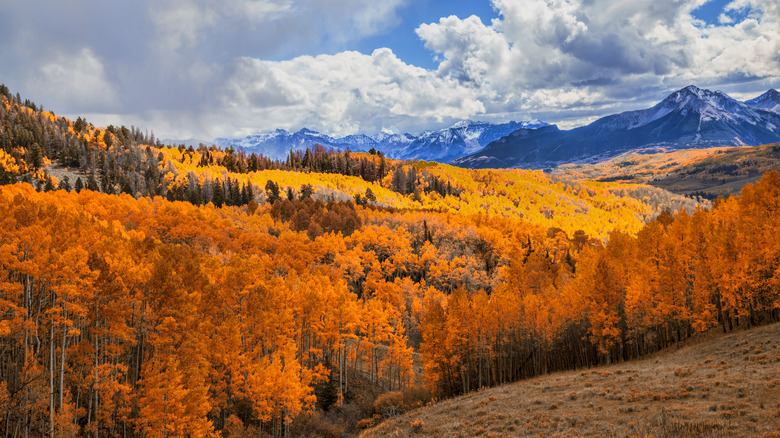 Glowing aspens in the San Juan Mountains, Colorado