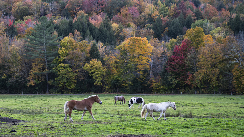 Horses in an autumn field in Stowe, Vermont