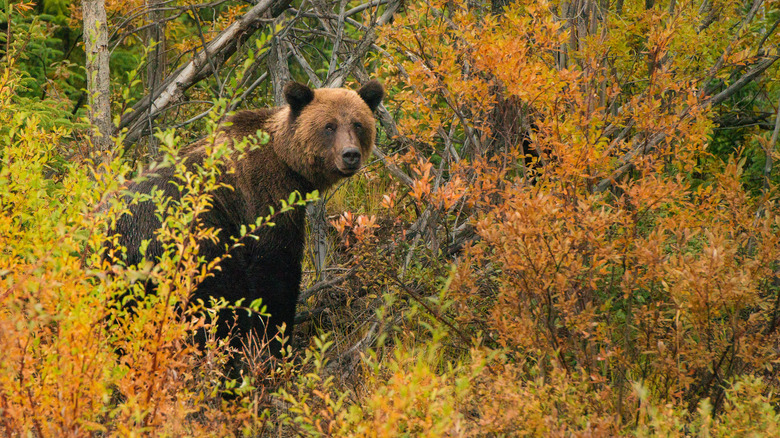 Grizzly bear in the forests of Canada's Northwest Territories