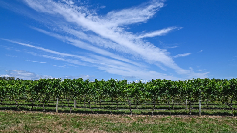 A vineyard on the Noth Fork of Long Island, New York