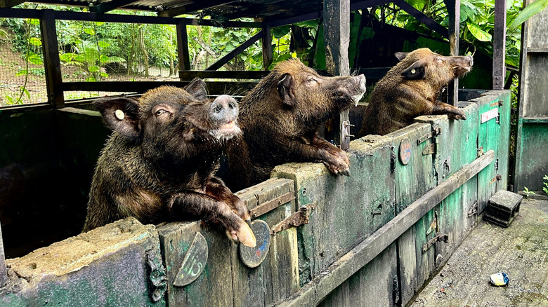 Beer drinking pigs in their pens at the Domino Club, St Croix, USVI