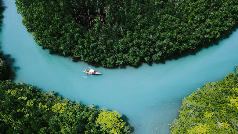 Aerial view of a mangrove forest on Koh Chang island