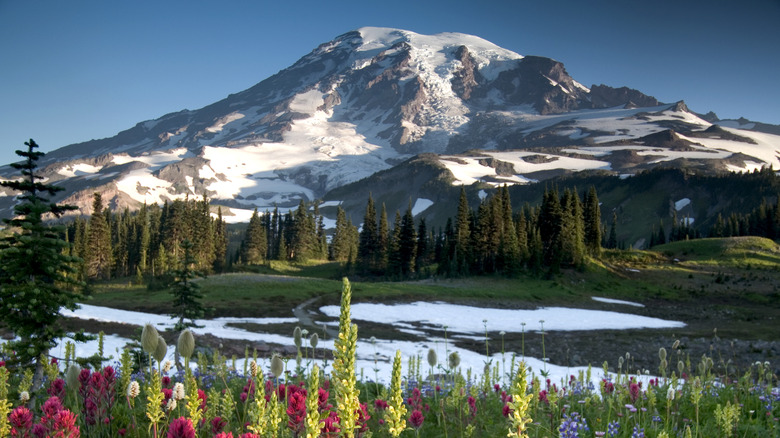Mount Rainier with wildflowers