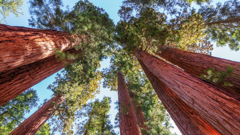 Giant sequoia trees in Sequoia National Forest, California