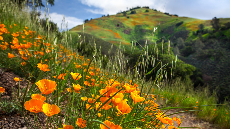 California poppies blooming in Los Padres National Forest