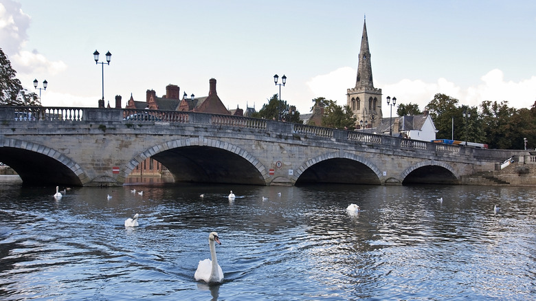 Bedford, England, bridge with swans in the river