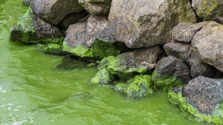 Thick, deep green algae blooms on the rocks and creating green water in Lough Neagh