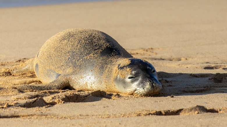 A seal pup sleeping on Poipu Beach.