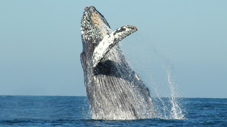 Gray whale breaching the water