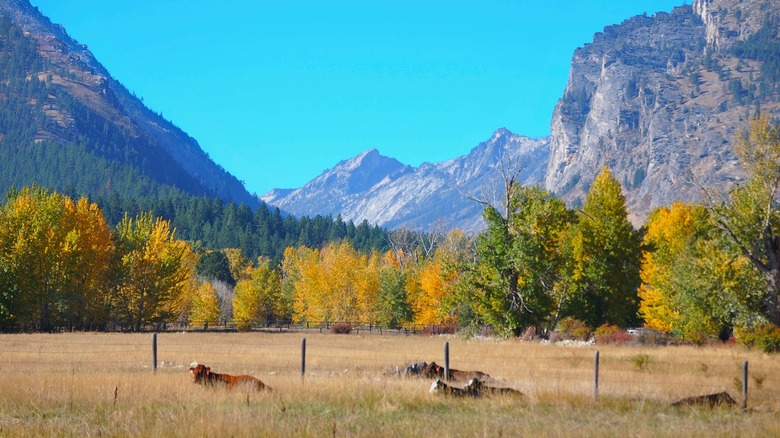 Cows laze on a meadow between the high mountains around Sula