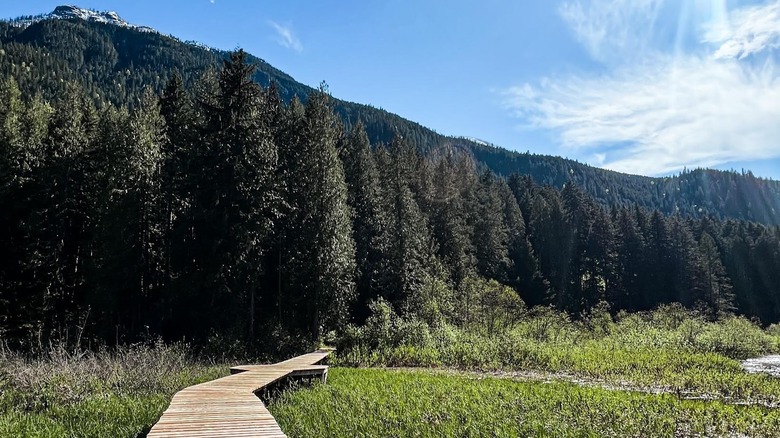 Walkway in the mountains and trees over marshy area near The Enchanted Forest