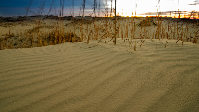 Monahans Sandhills State Park