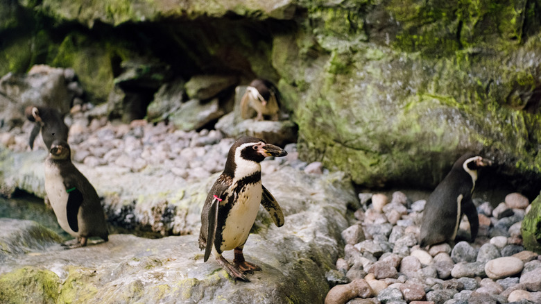 Penguins at Brookfield Zoo, Illinois