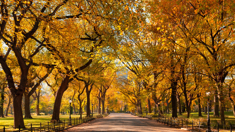 Trees in the fall in Central Park, New York City