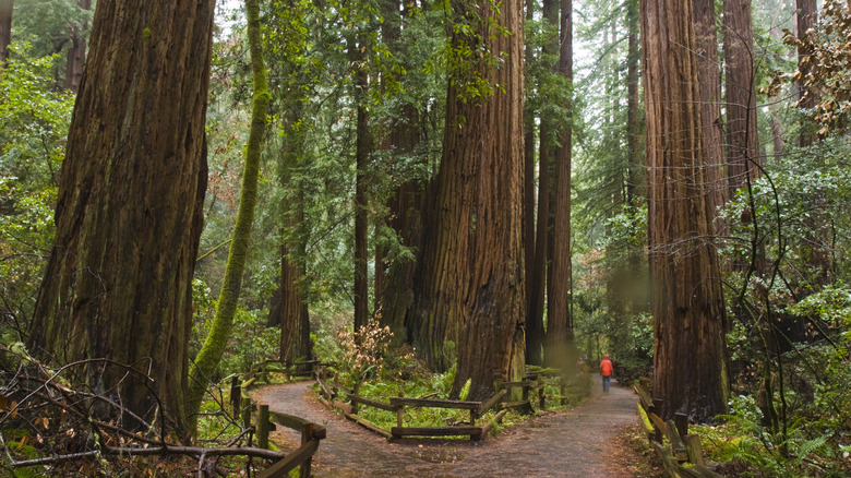 path leading to a redwood grove at Muir Woods National Monument
