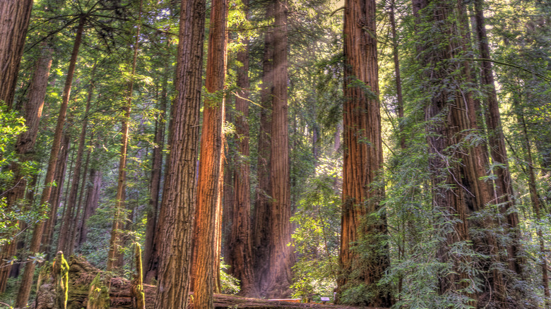 giant redwoods in Muir Woods National Monument