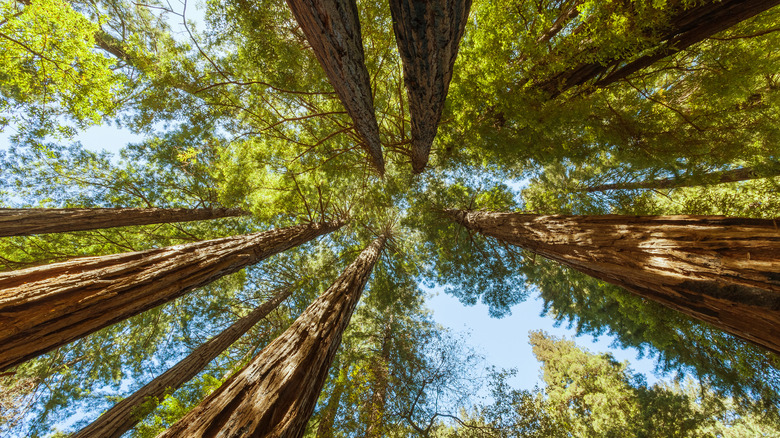 towering redwoods with sunlight piercing through leaves