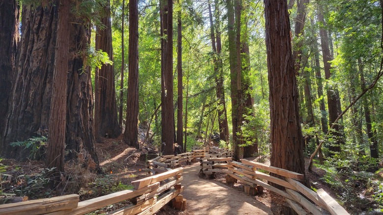 Pfeiffer Big Sur State Park